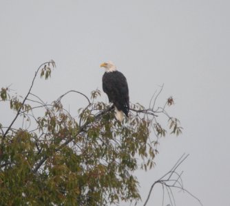 DSCN0168 c Bald Eagle Newton Co IN 8-16-13