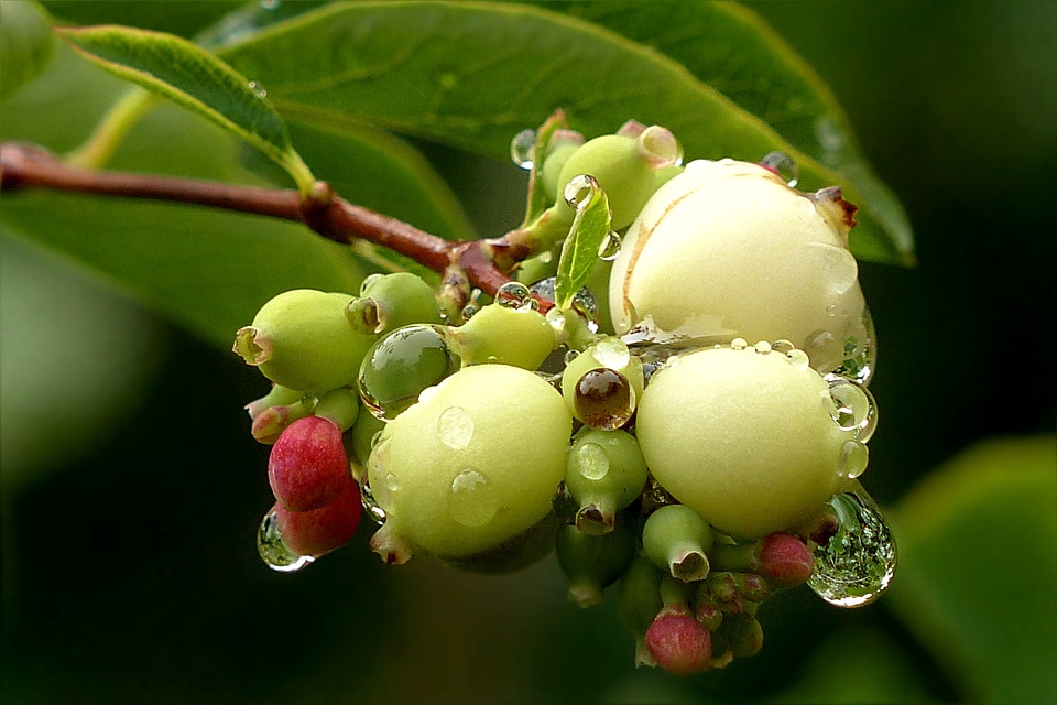 Snow berry snowberry albus raindrop
