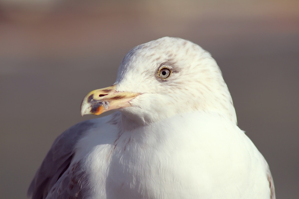 Face head beak
