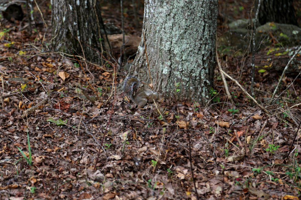 Squirrel on Kennesaw Mountain