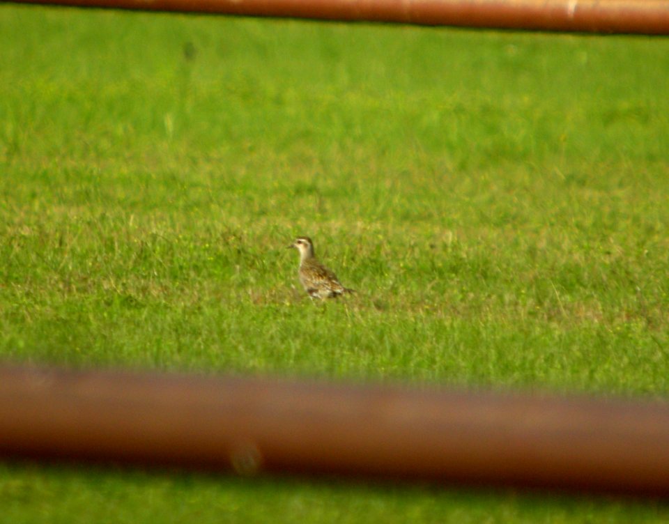 DSCN9881 c American Golden-Plover Kankakee Co IL 8-11-13
