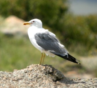 DSCN9662 c CA Gull Eleven Mile SP Area Wildcat Campground CO 7-27-2013