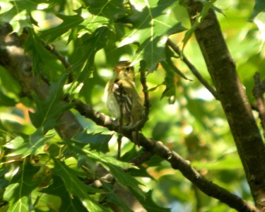DSCN9699 c Acadian Flycatcher (Worn Adult) Kankakee Co IL 8-3-13