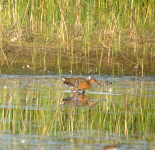 DSCN0037 c King Rail (Male #2)) Newton Co IN 8-15-13