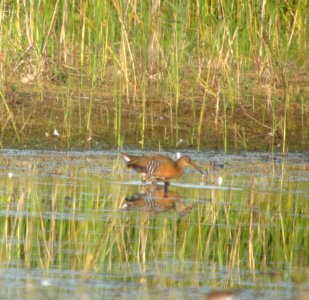 DSCN0037 c King Rail (Male #2)) Newton Co IN 8-15-13 photo