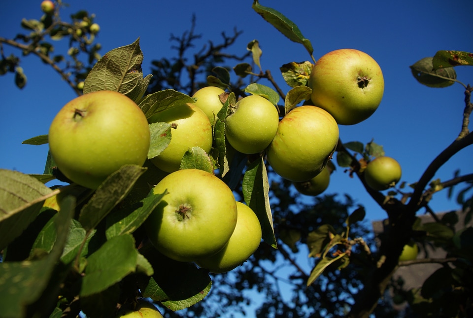 Green red apple tree autumn