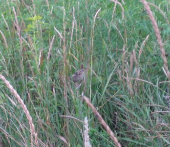 IMG 0963 c Le Conte's Sparrow (Adult #1) Kankakee Co IL 8-29-13