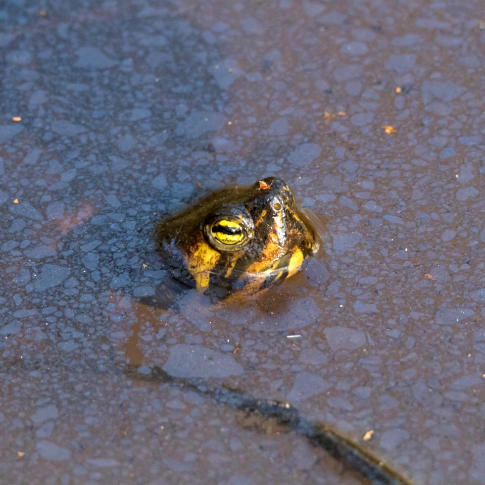 Turtle at the Ocmulgee National Monument