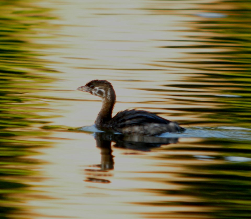 DSCN9244 c Pied-billed Grebe Kankakee Co IL 7-19-2013