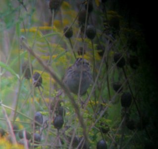IMG 0953 c Le Conte's Sparrow (Adult #1) Kankakee Co IL 8-29-13 Binocular Photo
