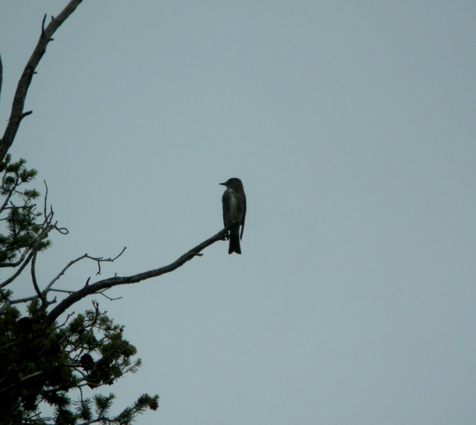 DSCN9568 c Olive-sided Flycatcher Eleven Mile SP Area Wildcat Campground CO 7-26-2013