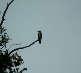 DSCN9568 c Olive-sided Flycatcher Eleven Mile SP Area Wildcat Campground CO 7-26-2013