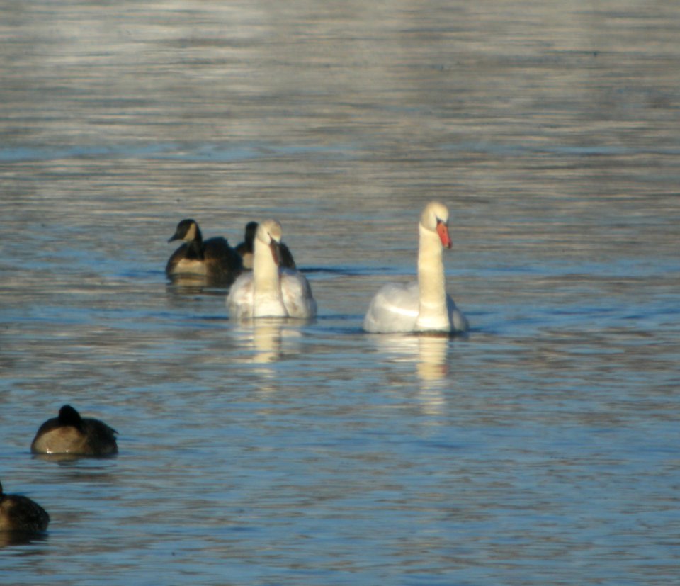 DSCN1254 c Mute Swan Kankakee Co IL 12-18-2013