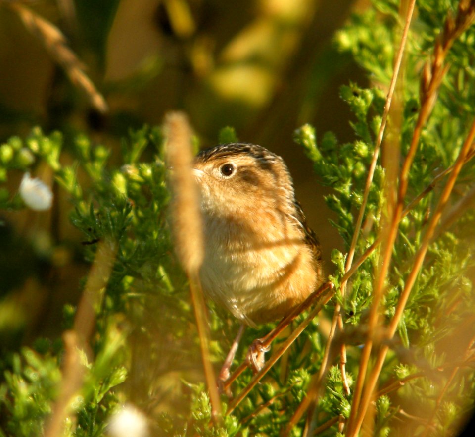 DSCN0613 c Sedge Wren Kankakee Co IL 9-14-2013