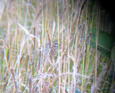IMG 1023 c Le Conte's Sparrow (Adult) Kankakee Co IL 9-9-13 (Photo through Binoculars)