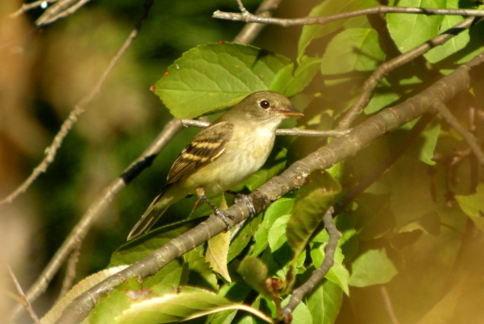 DSCN0747 c Alder/Willow Flycatcher Kankakee IL 9-29-2013