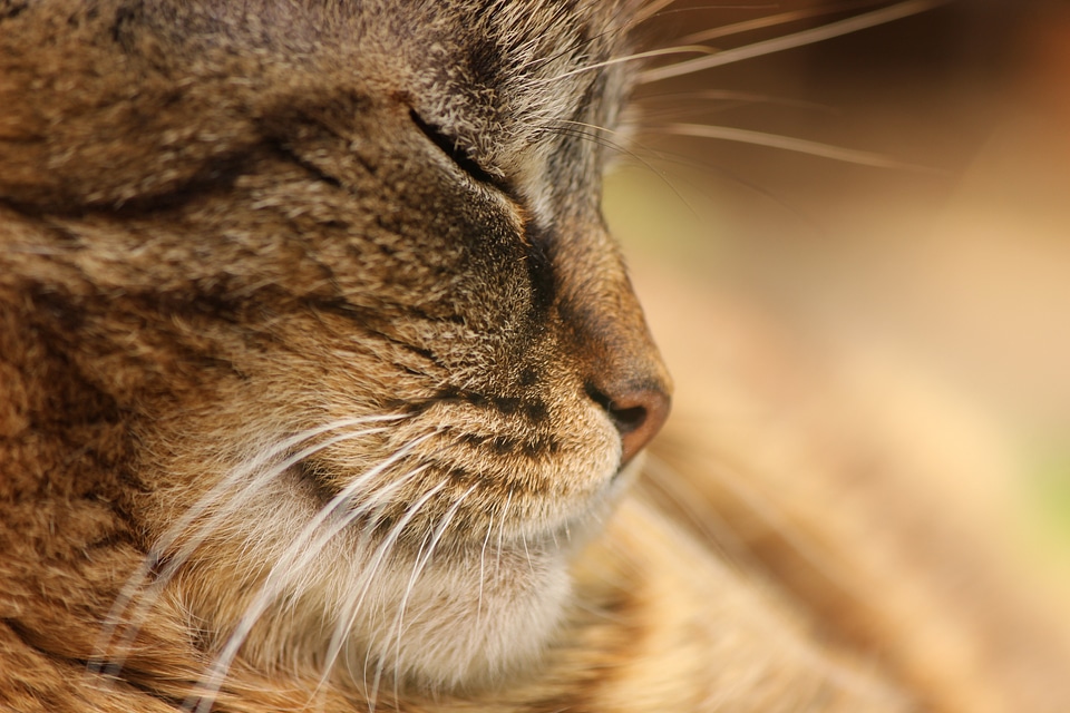 Macro face close up