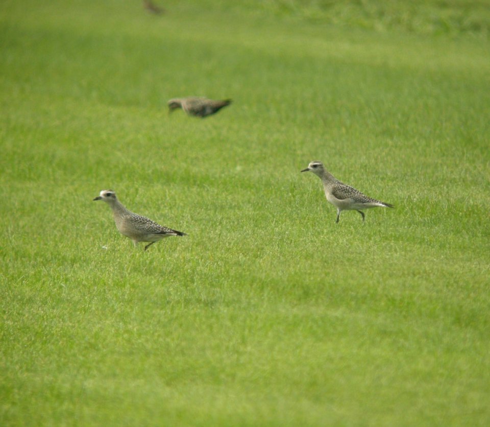DSCN0584 c Black-bellied Plover Kankakee Co IL 9-12-2013