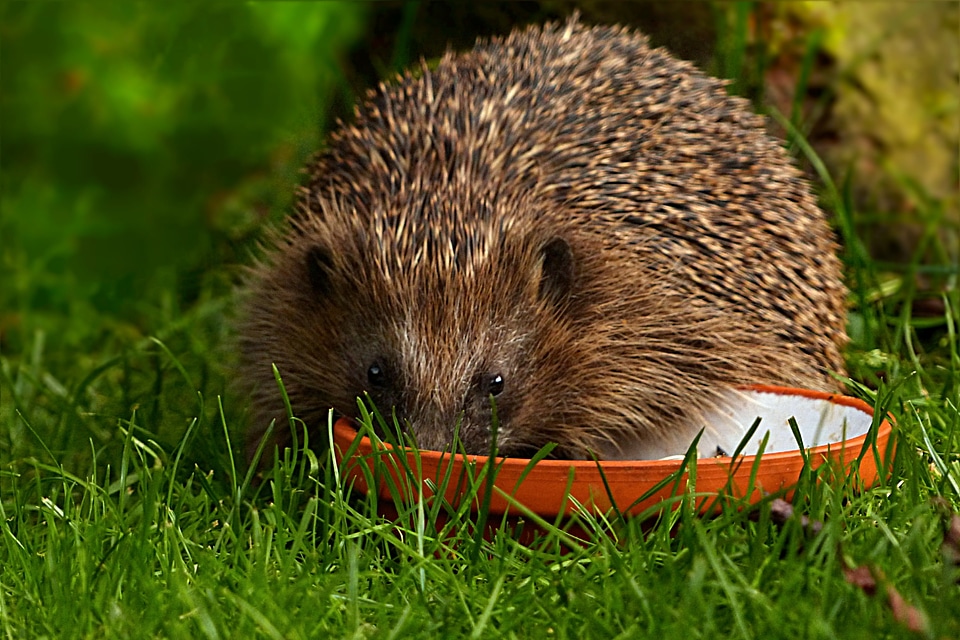 Erinaceus foraging garden