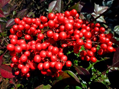 Day 3 - Berry Red