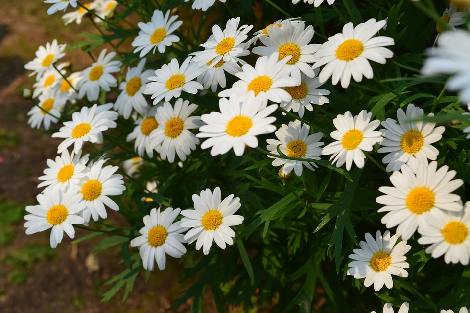 White flowers small white flowers small flowers