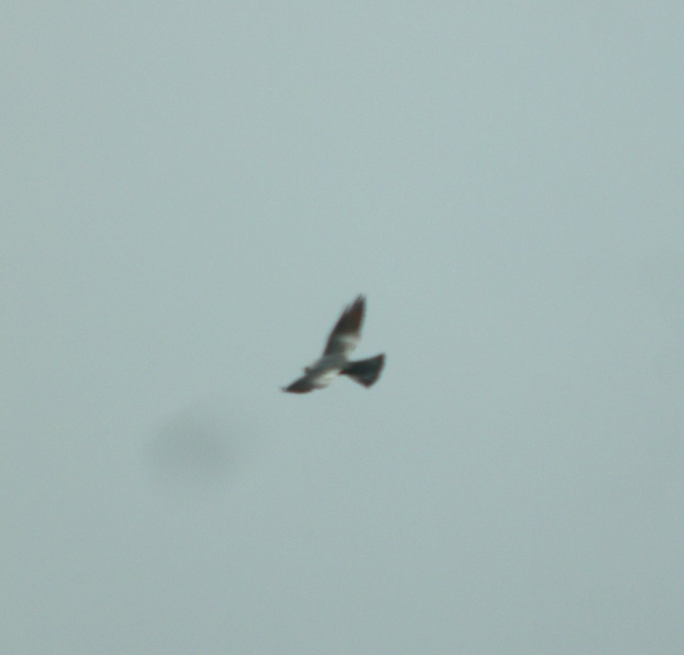 DSCN9371 c Mississippi Kite Sterling CO 7-24-2013