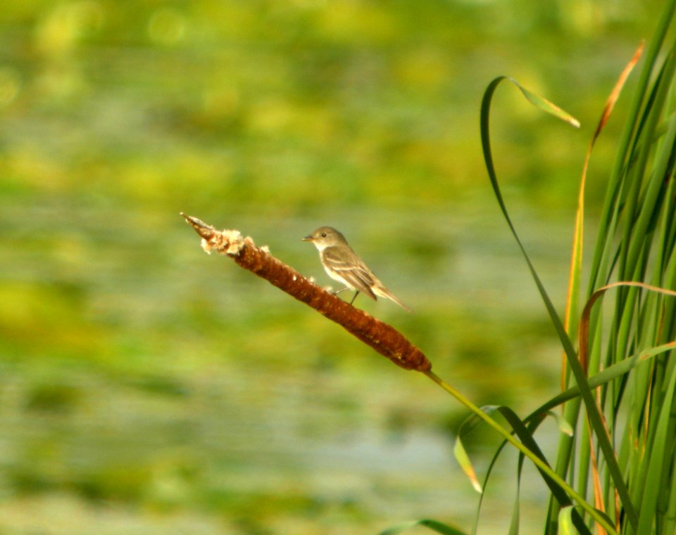 DSCN9778 c Willow Flycatcher Newton Co IN 8-7-13