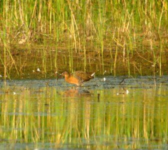 DSCN9989 c King Rail (Male #2) Newton Co IN 8-15-13 photo