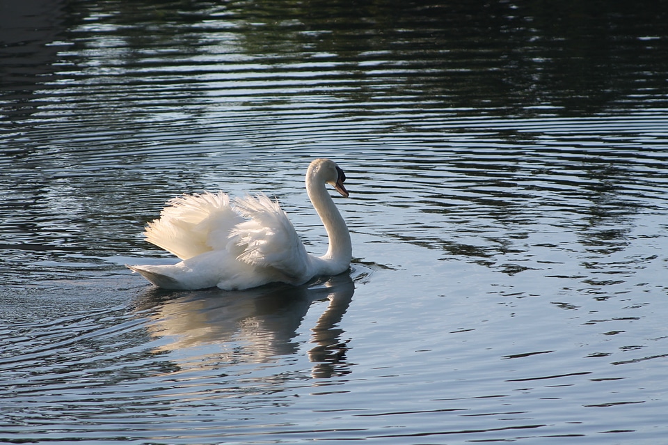 Bird wildlife tranquil
