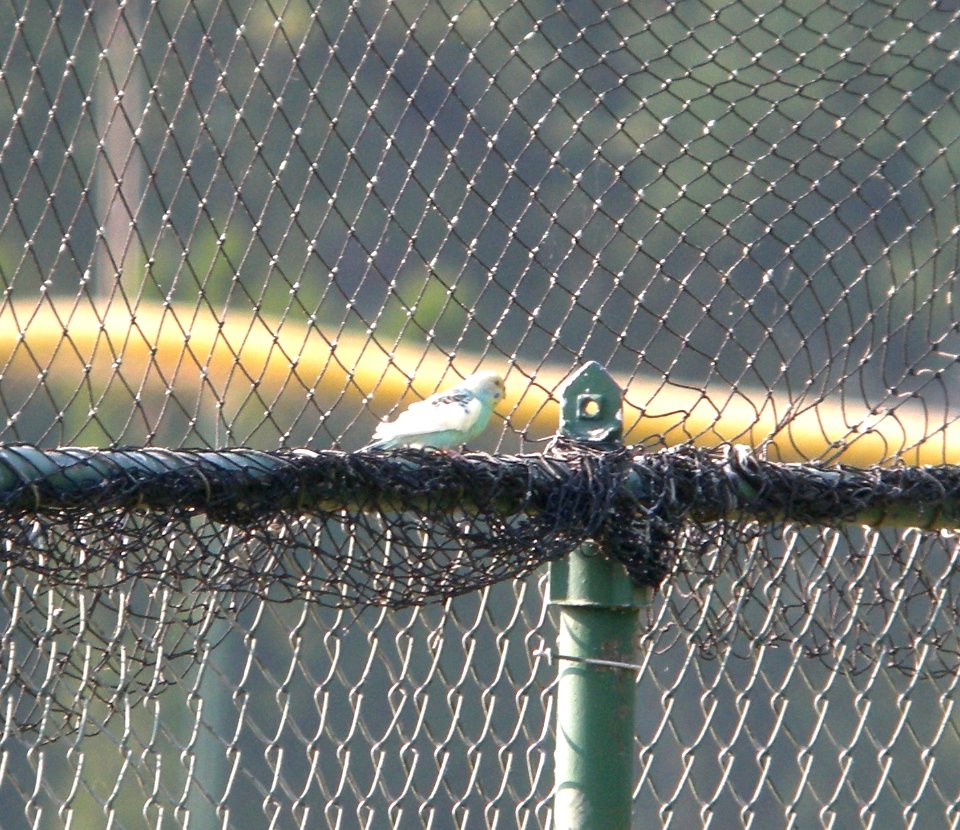 DSCN9038 c Budgerigar Kankakee Co IL 7-5-13