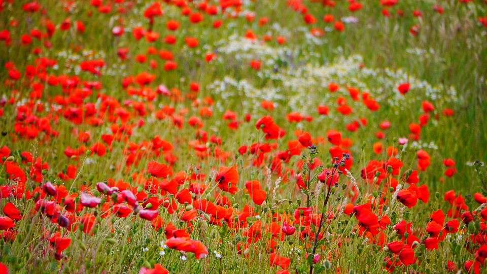 Flowers pointed flower summer meadow photo