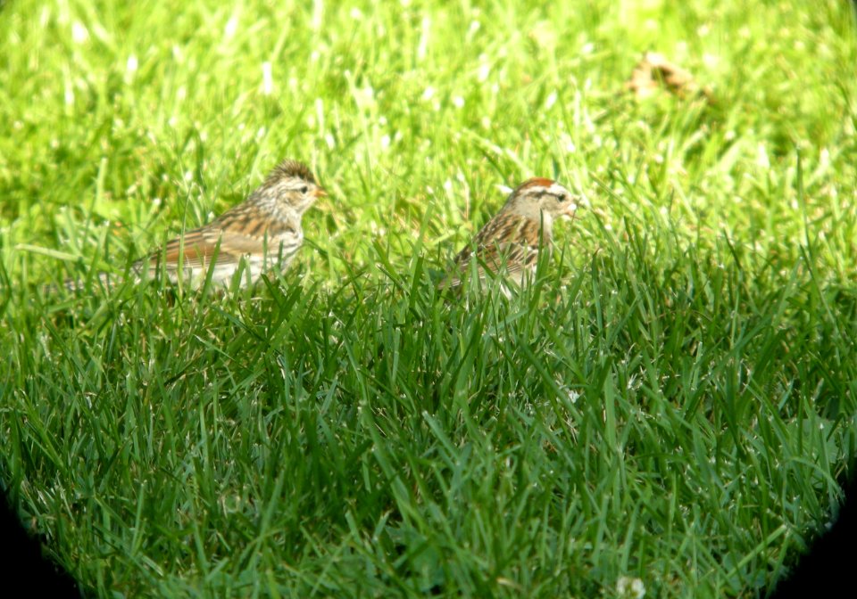 DSCN9146 c Chipping Sparrow Kankakee IL 7-14-13