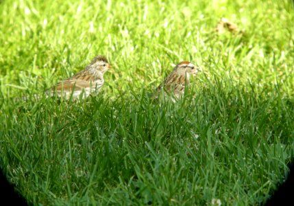 DSCN9146 c Chipping Sparrow Kankakee IL 7-14-13