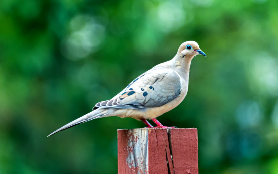 Day 124 - Mourning Dove