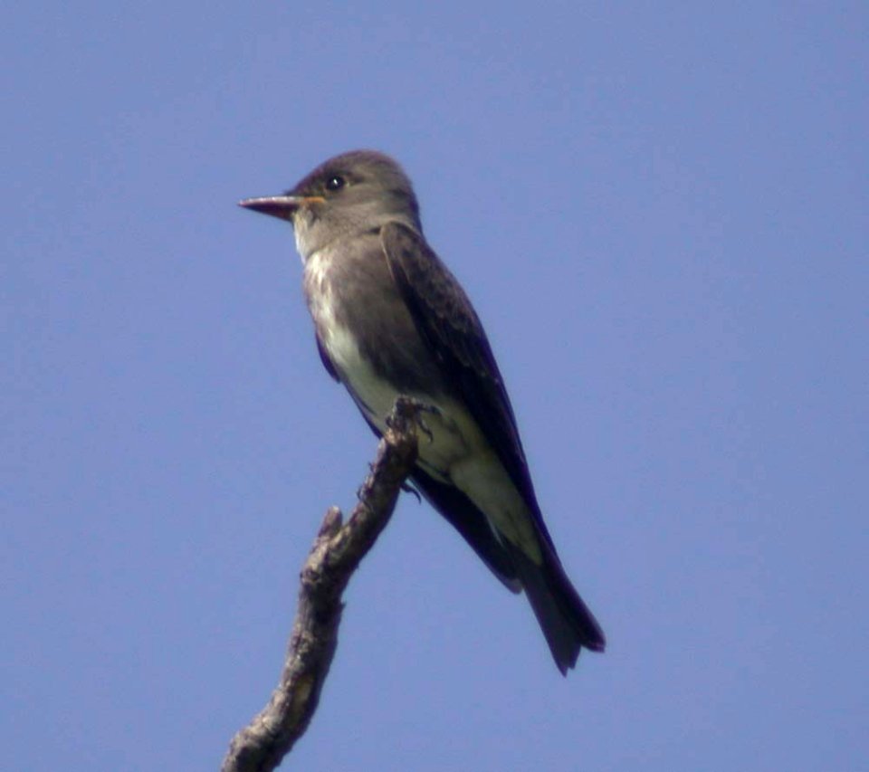 DSCN3423 csm Olive-sided Flycatcher Juv LeVasseur Park Kankakee IL 8-22-04