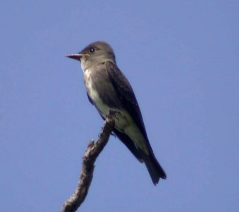 DSCN3423 csm Olive-sided Flycatcher Juv LeVasseur Park Kankakee IL 8-22-04