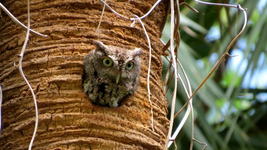 Eastern Screech-owl