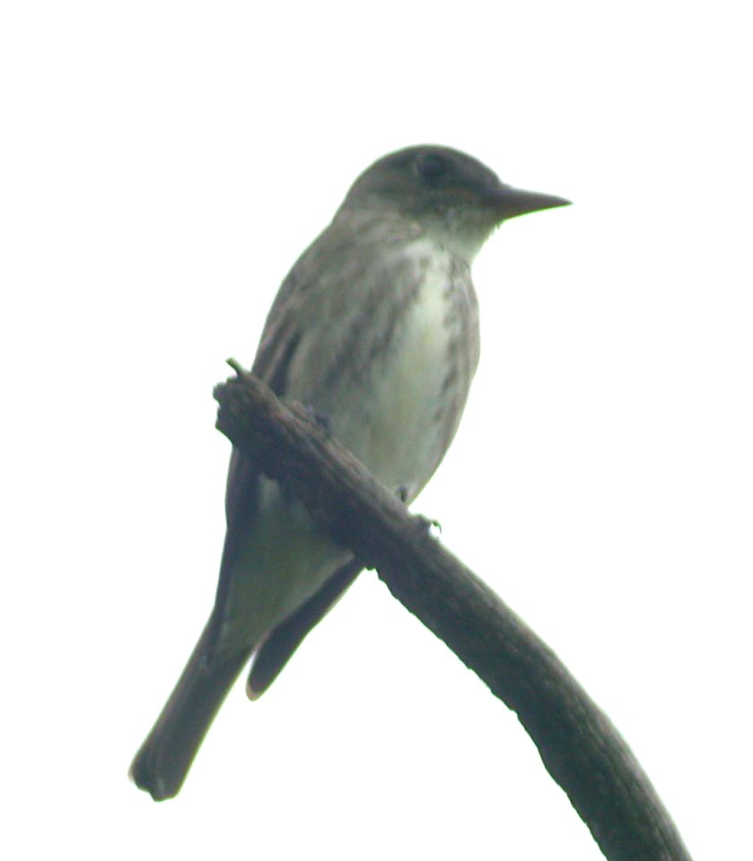 Dscn9021c Olive-sided Flycatcher LeVasseur Park-Perry Farm Trail 6-06-03