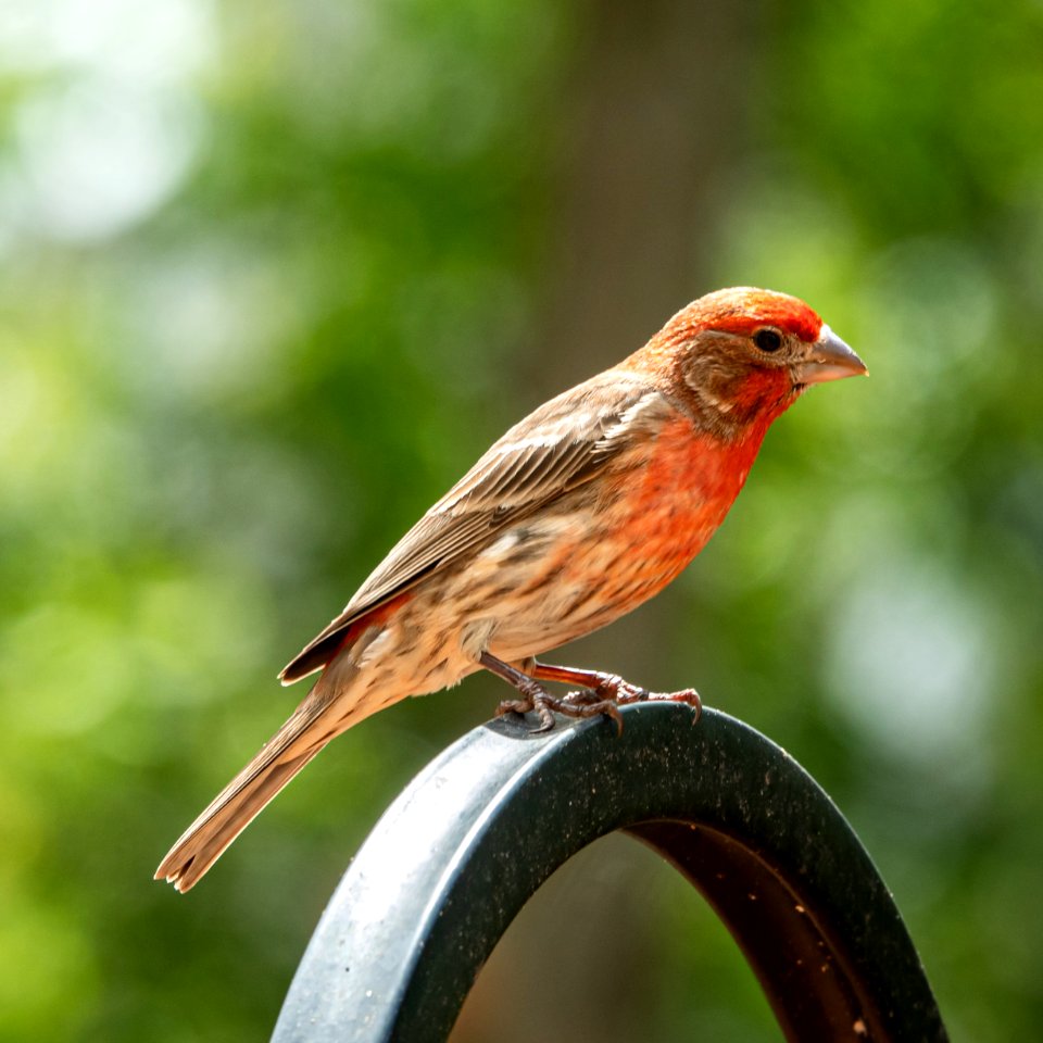 Day 120 - House Finch