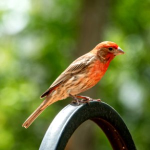 Day 120 - House Finch photo