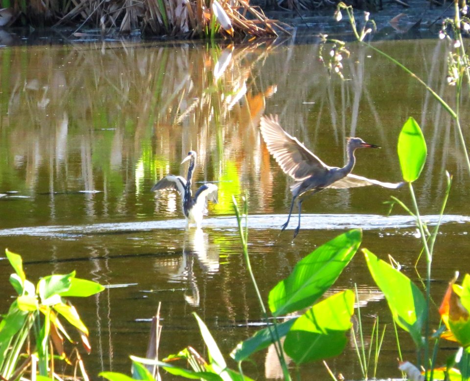 Reddish Egret with Tricolor Heron