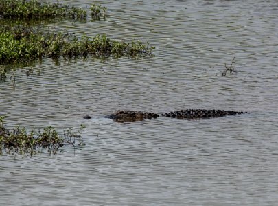 Alligator