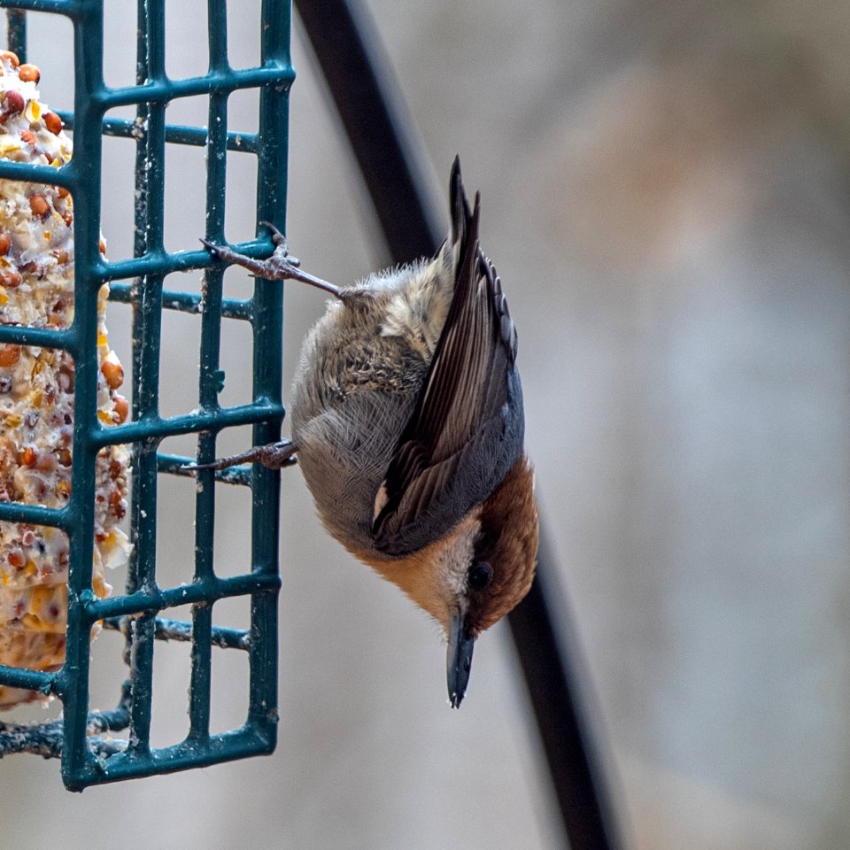 Day 42 - Brown-headed Nuthatch