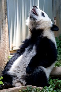 Zoo Atlanta Panda photo