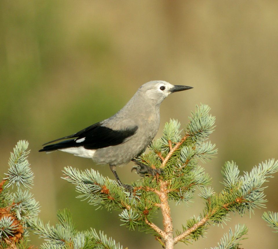 DSCN9609 c Clark's Nutcracker Eleven Mile SP Area Wildcat Campground CO 7-27-2013