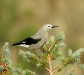 DSCN9609 c Clark's Nutcracker Eleven Mile SP Area Wildcat Campground CO 7-27-2013