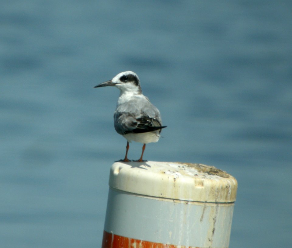 DSCN8842 c Forster's Tern Wil Co IL 6-17-13