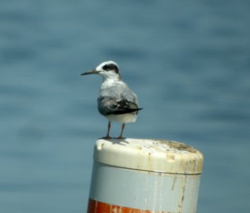 DSCN8842 c Forster's Tern Wil Co IL 6-17-13 photo