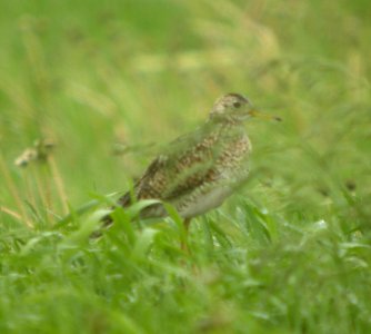 DSCN6976 c Upland Sandpiper Newton Co IN 5-15-11