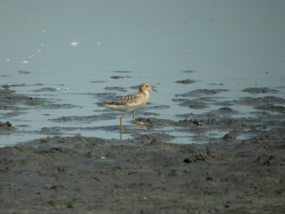 DSCN9056 Buff-breasted Sandpiper Kankakee Co IL 9-3-11